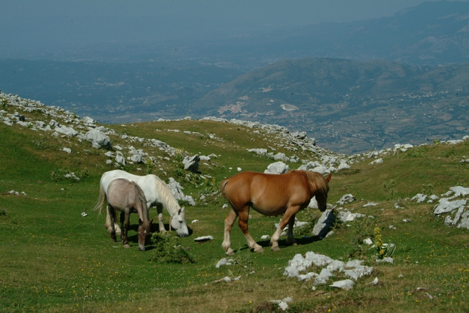 Animali al pascolo